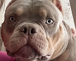 Собаки в Николаевске: Вязка. Американский булли, покет Мальчик, Бесплатно - фото 1