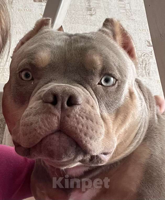 Собаки в Николаевске: Вязка. Американский булли, покет Мальчик, Бесплатно - фото 1