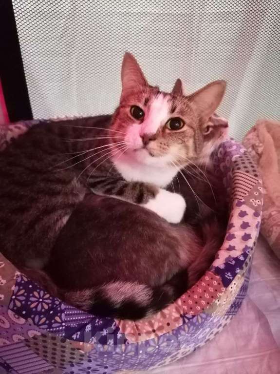 Кошки в Москве: Озорник и попрыгушечка Риш Мальчик, Бесплатно - фото 6