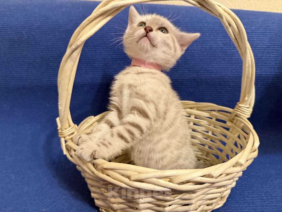 Кошки в Москве: Снежный котёнок Девочка, 35 000 руб. - фото 4