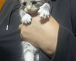 Кошки в Твери: Котята мейн-кун Девочка, 1 500 руб. - фото 2