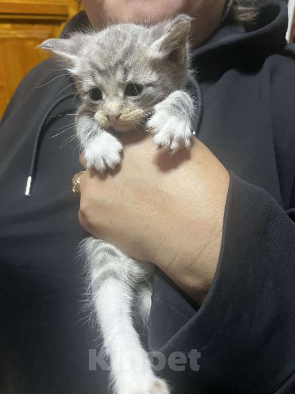 Кошки в Твери: Котята мейн-кун Девочка, 1 500 руб. - фото 2