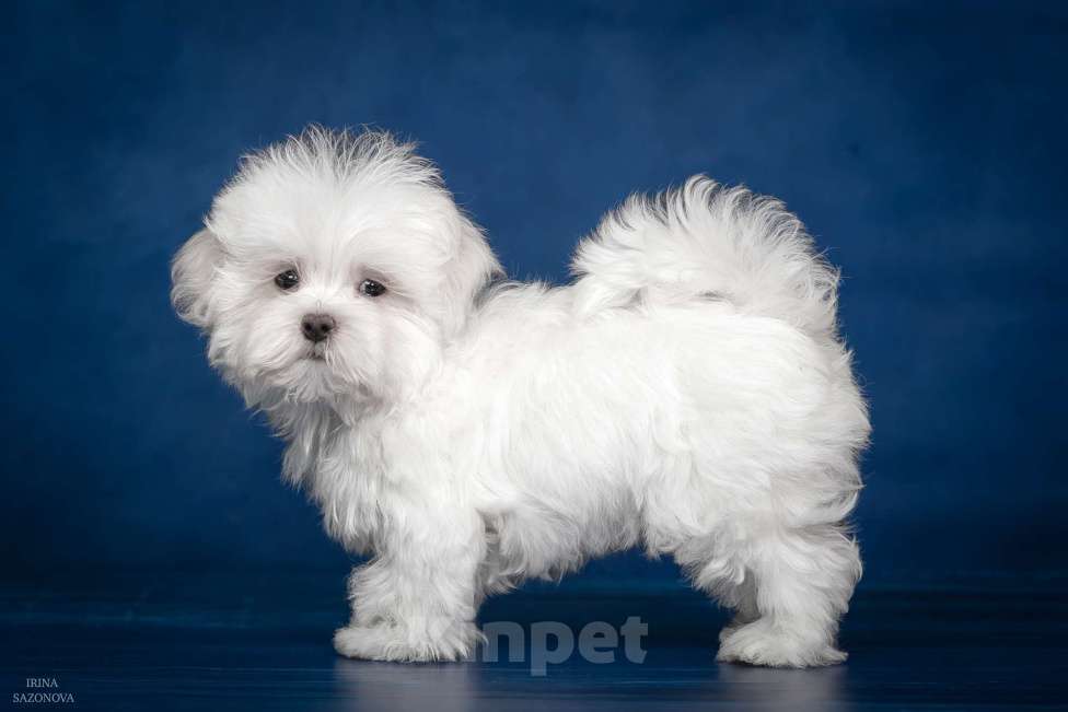 Собаки в Раменском: Ирвин Мальчик, 50 000 руб. - фото 3