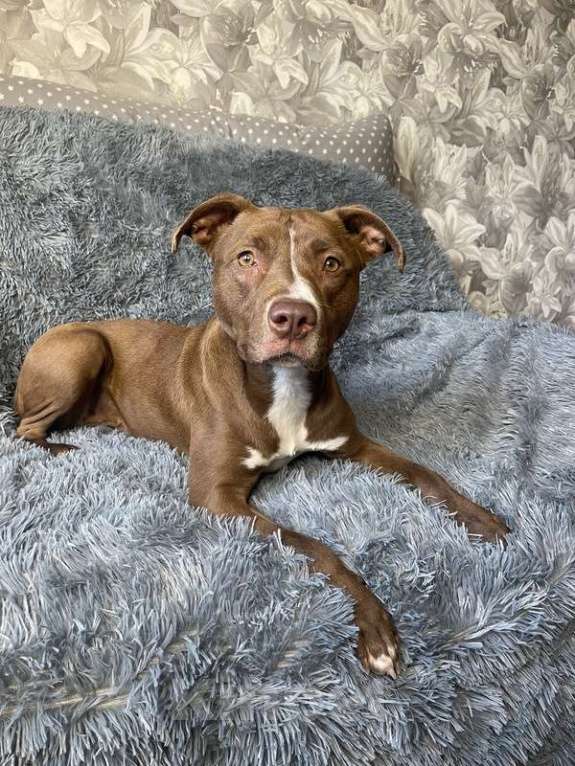 Собаки в Москве: Шоколадный щенок питбуля Миса в добрые руки Девочка, 1 руб. - фото 7