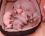 Кошки в Рязани: Продам котят Мальчик, 12 000 руб. - фото 3