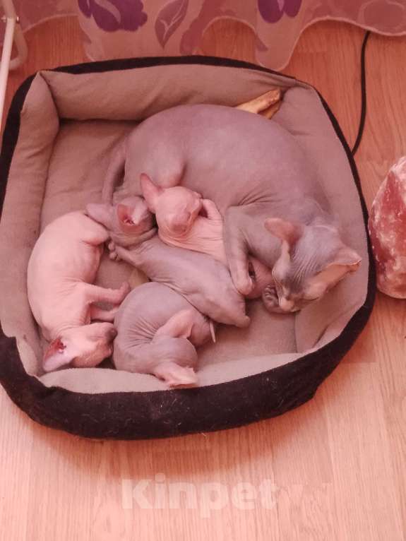 Кошки в Рязани: Продам котят Мальчик, 12 000 руб. - фото 3