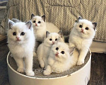 Кошки в Москве: Малышки Ragdoll Девочка, 35 000 руб. - фото 1