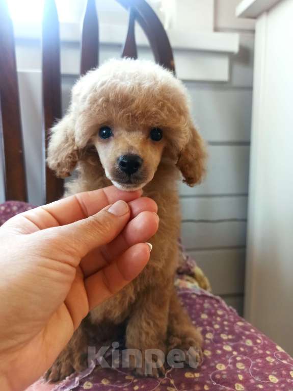 Собаки в Москве: Девочки той пудель ркф Девочка, 60 руб. - фото 2