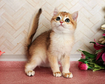 Кошки в Донецке: Британский короткошерстный котенок BRI ny 12 boy Мальчик, 40 000 руб. - фото 4