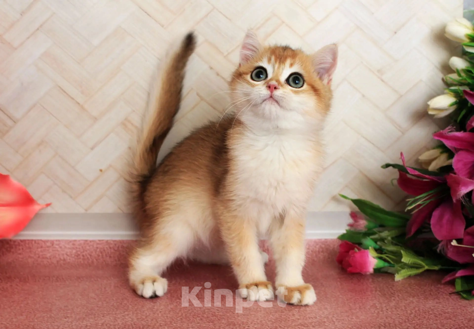 Кошки в Донецке: Британский короткошерстный котенок BRI ny 12 boy Мальчик, 40 000 руб. - фото 4