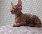 Кошки в Тольятти: Донской сфинкс Мальчик, 10 000 руб. - фото 2