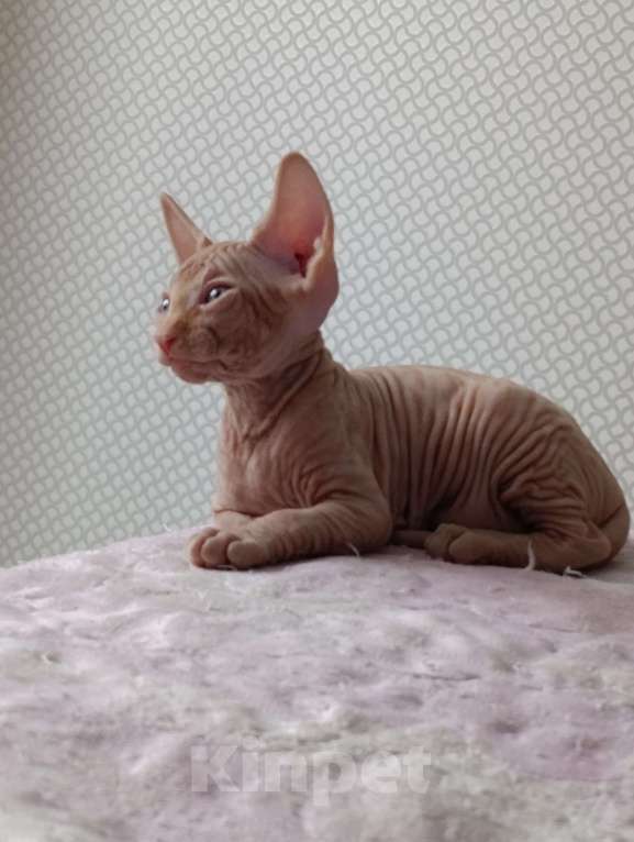 Кошки в Тольятти: Донской сфинкс Мальчик, 10 000 руб. - фото 2