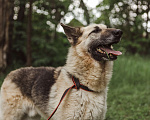 Собаки в Клине: Овчарка Макс в добрые руки Мальчик, Бесплатно - фото 2