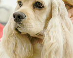 Собаки в Москве: Американский кокер спаниель вязка, 1 руб. - фото 3