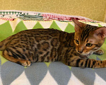 Кошки в Ливны: Бенгальский котик, 20 000 руб. - фото 3