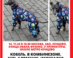 Собаки в Москве: Пропала Левретка Мальчик, 50 руб. - фото 1
