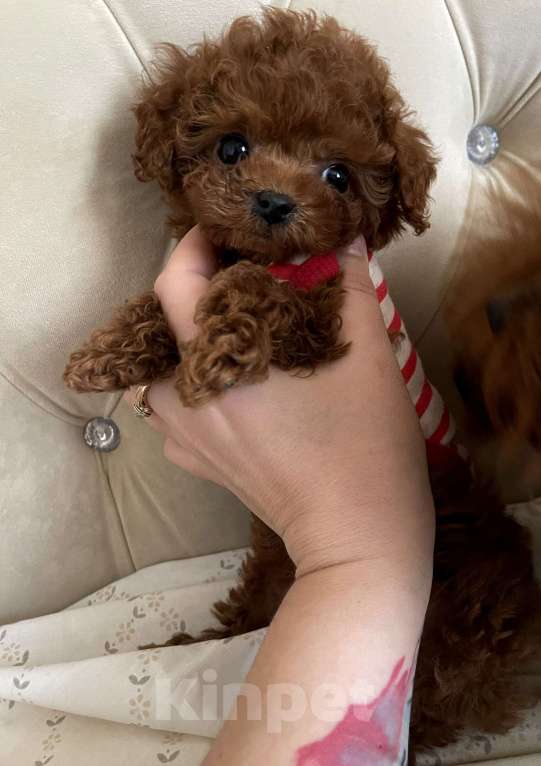 Собаки в Ижевске: Большой выбор щенков Мальтипу и той пуделя Девочка, 120 000 руб. - фото 3