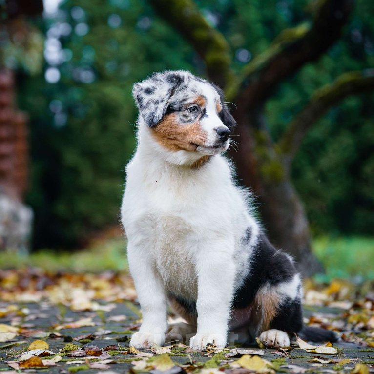 Собаки в Звенигороде: Щенки австралийской овчарки   Мальчик, 90 000 руб. - фото 7