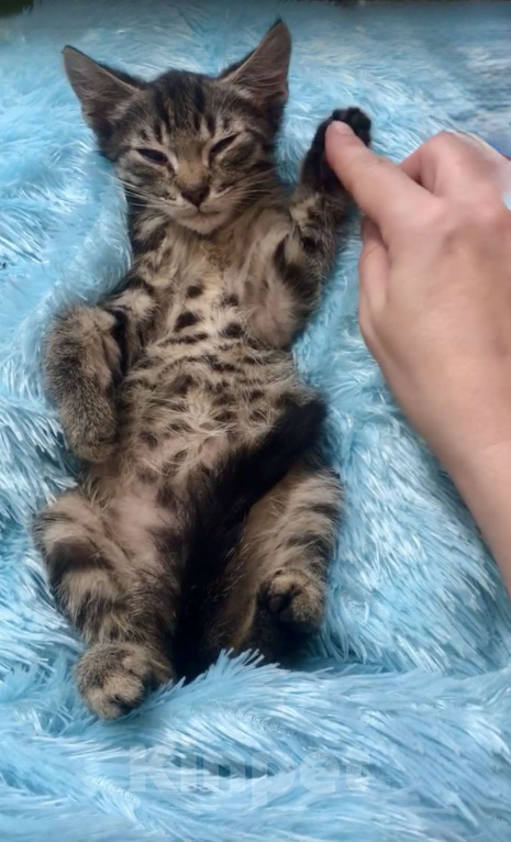 Кошки в Санкт-Петербурге: Котенок Полосатик ищет семью  Мальчик, Бесплатно - фото 1