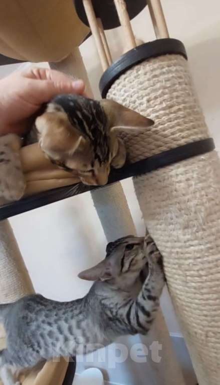 Кошки в Москве: Ориентальные котята Девочка, Бесплатно - фото 5