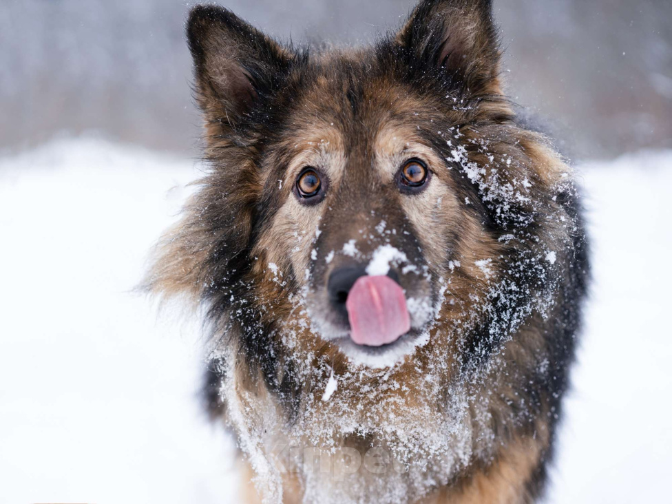 Собаки в Москве: Метис длинношёрстной овчарки в дар Мальчик, Бесплатно - фото 7