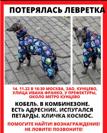 Собаки в Москве: Пропала Левретка Мальчик, 50 руб. - фото 1