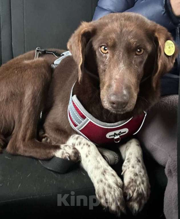 Собаки в Москве: Каштанка ищет дом или передержку Девочка, Бесплатно - фото 5