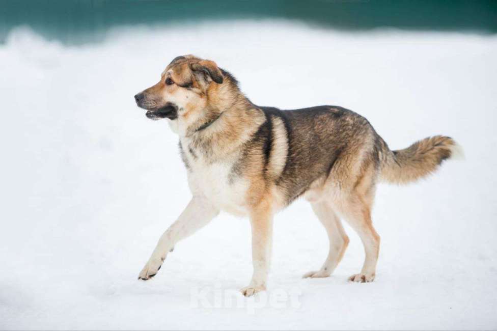 Собаки в Москве: Тобби Мальчик, Бесплатно - фото 3