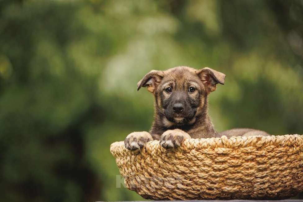 Собаки в Москве: Милые щенки в добрые руки! Две девочки и мальчик Мальчик, Бесплатно - фото 6