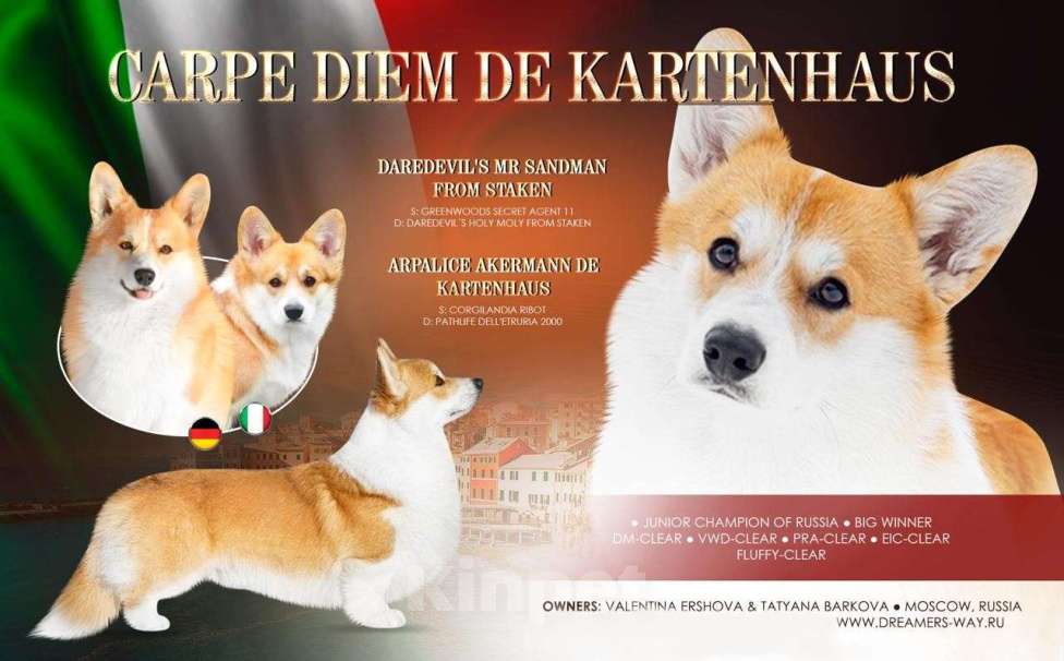 Собаки в Москве: вельш корги пемброк щенки  Девочка, 85 000 руб. - фото 6