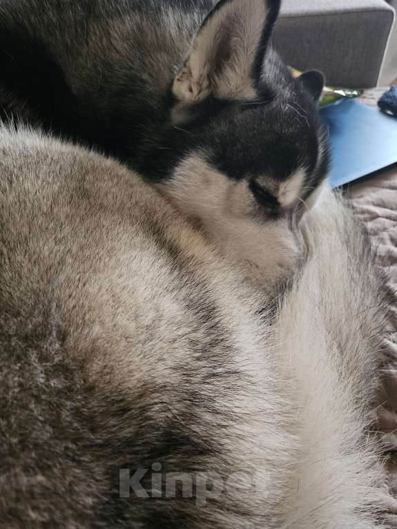 Собаки в Казани: Сибирский хаски в добрые руки Мальчик, Бесплатно - фото 2