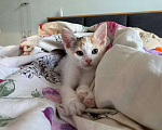 Кошки в Москве: Котенок Нарния ищет дом Девочка, Бесплатно - фото 1