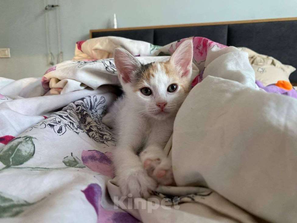 Кошки в Москве: Котенок Нарния ищет дом Девочка, Бесплатно - фото 1