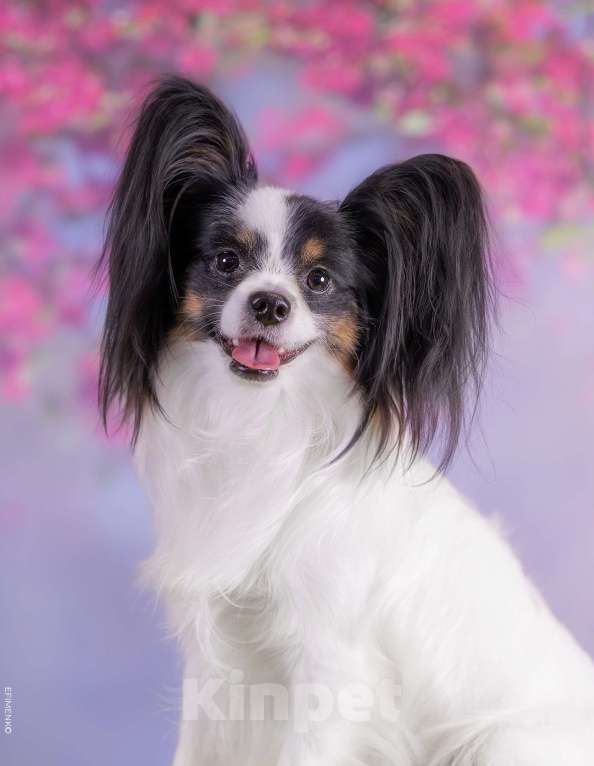 Собаки в Казани: Предложение услуг племенного кобеля породы папийон. Мальчик, 15 000 руб. - фото 1