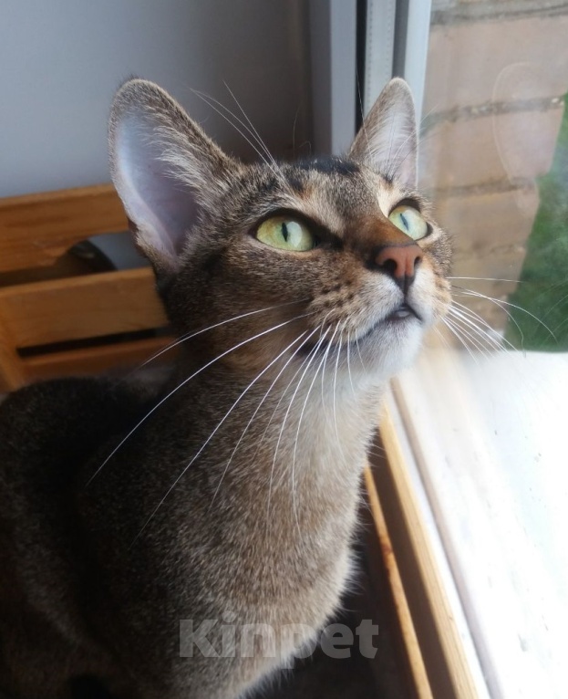 Кошки в Москве: Кошка Муся в самые добрые руки! Девочка, Бесплатно - фото 4