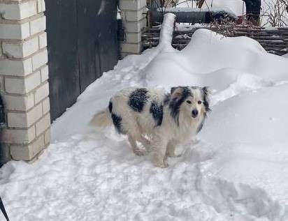 Собаки в Тюмени: Пушистый мальчик ищет себе семью! Мальчик, Бесплатно - фото 1