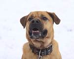 Собаки в Видном: Сникерс, 2 года Мальчик, Бесплатно - фото 6