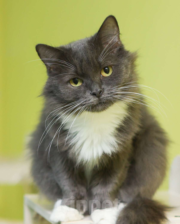 Кошки в Москве: Ты будешь моей мамой? Девочка, Бесплатно - фото 1