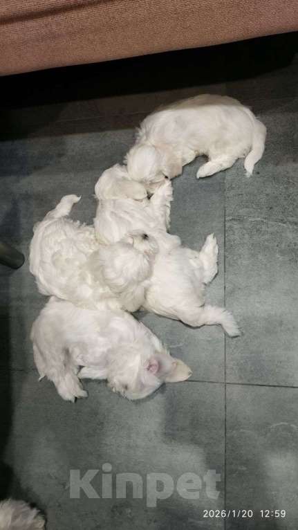 Собаки в Санкт-Петербурге: Мальтезики Мальчик, Бесплатно - фото 3