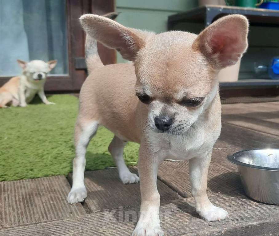 Собаки в Ярославле: Чихуахуа  мальчик  Мальчик, 45 000 руб. - фото 6