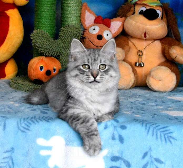 Кошки в Москве: Серебристый сибирский котик Мальчик, 60 000 руб. - фото 2