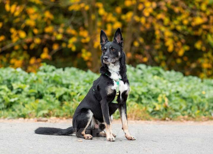 Собаки в Москве: Ампер Мальчик, Бесплатно - фото 4