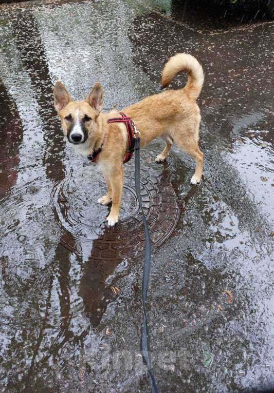 Собаки в Москве: Анфиса в дрбрые руки Девочка, Бесплатно - фото 3