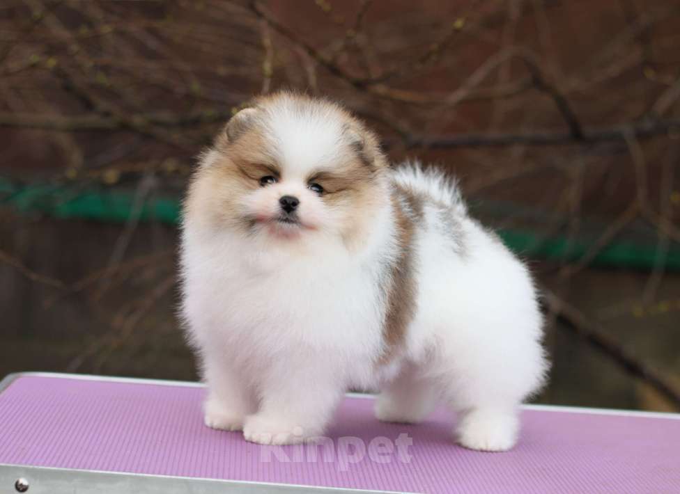 Собаки в Москве: Шикарная бело-рыжая девочка Девочка, 80 000 руб. - фото 2