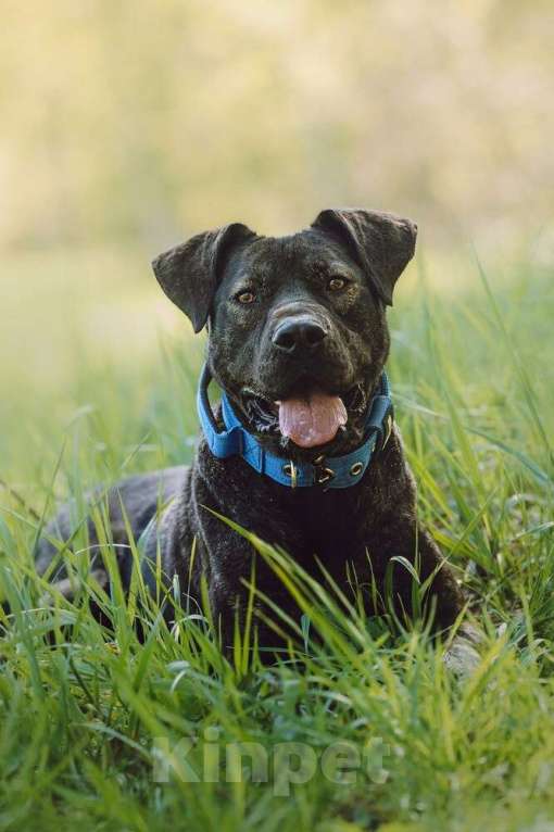 Собаки в Москве: Метис алано эспаньол Дони в добрые руки Мальчик, 1 руб. - фото 7