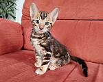 Кошки в Ростове-на-Дону: Бенгальские котята Мальчик, 17 000 руб. - фото 1