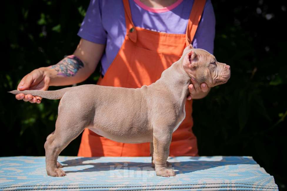 Собаки в Копейске: Американский булли девочки Девочка, 80 000 руб. - фото 6