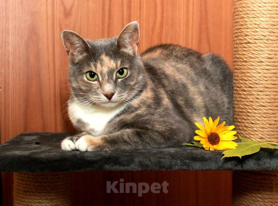 Кошки в Калуге: Мелисса, яркая трехцветка. Кошка в добрые руки. Девочка, Бесплатно - фото 3