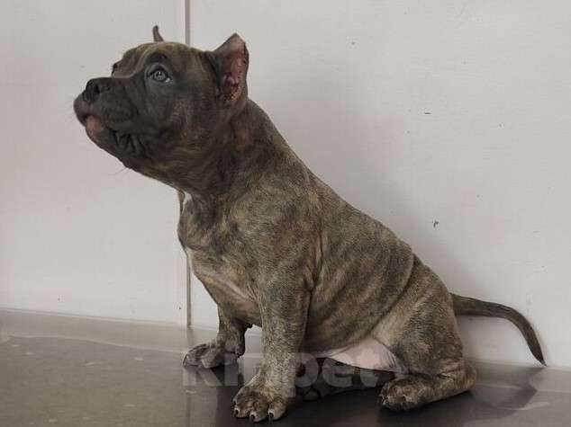 Собаки в Владивостоке: Топовый щенок Американского Булли Мальчик, 150 000 руб. - фото 2