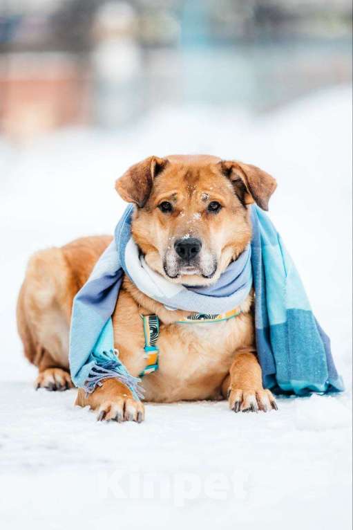 Собаки в Москве: Шикарный Джек ищет дом Мальчик, Бесплатно - фото 3